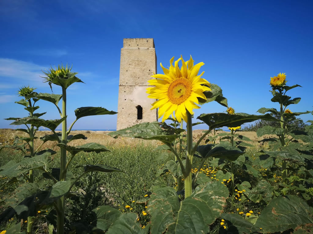 Torre Castilnovo en Conil